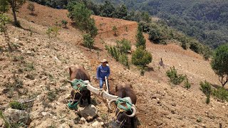 Aprendiendo a arar y preparar la tierra con la yunta de bueyes para la cosecha de maíz