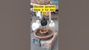 from day 2 to day 30 #chicken #growth #chicks  #shorts