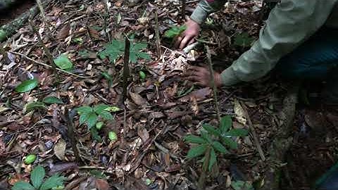 Cách phân biệt sâm ngọc linh giả hay sâm ngọc linh thật