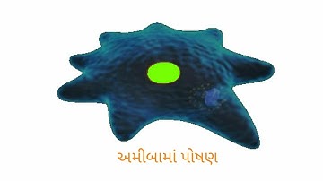 Standard 10 Science and Technology Chapter 6 જૈવિક ક્રિયાઓ - અમીબામાં પોષણ Gujarat Board ( GSEB )