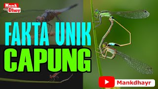 FAKTA UNIK CAPUNG | Rahasia Alam #dragonfly #damselfly #nature