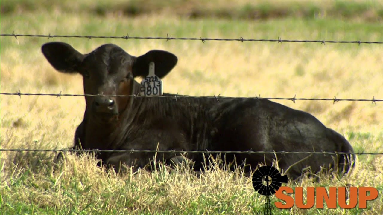 CowCalf Corner (9/14/13) YouTube