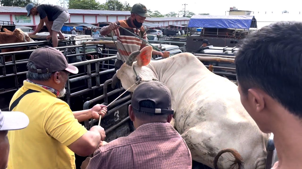 GUENDENG ❗️SAPI NGAMUK KESURUPAN IBLIS PASAR INJAK TEMANYA 🔥🔥🔥