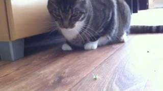 Two Cats and a Grasshopper by RichieSD 155 views 13 years ago 1 minute, 36 seconds