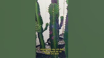 Xương rồng 3 cạnh #shorts