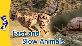 7 Fast Animals and 5 Slow Animals |Cheetah, Rabbit, Zebra, Ostrich and More| Snail, Turtle, and More