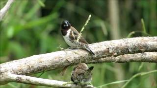 Birding In The Eastern Cape, South Africa - Bronze Mannikin