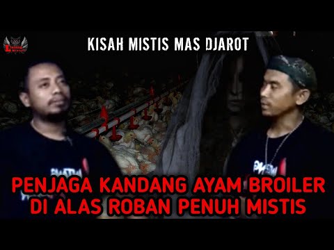 CERITA MAS JAROT MENJAGA KANDANG AYAM BROILER DI TENGAH ALAS ROBAN YANG SANGAT ANGKER