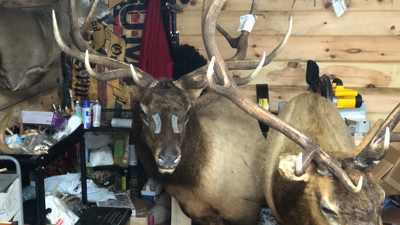 TROPHY BULL ELK BY TOM WEICKUM BOSTICH AIR STAPLER STAPLING 