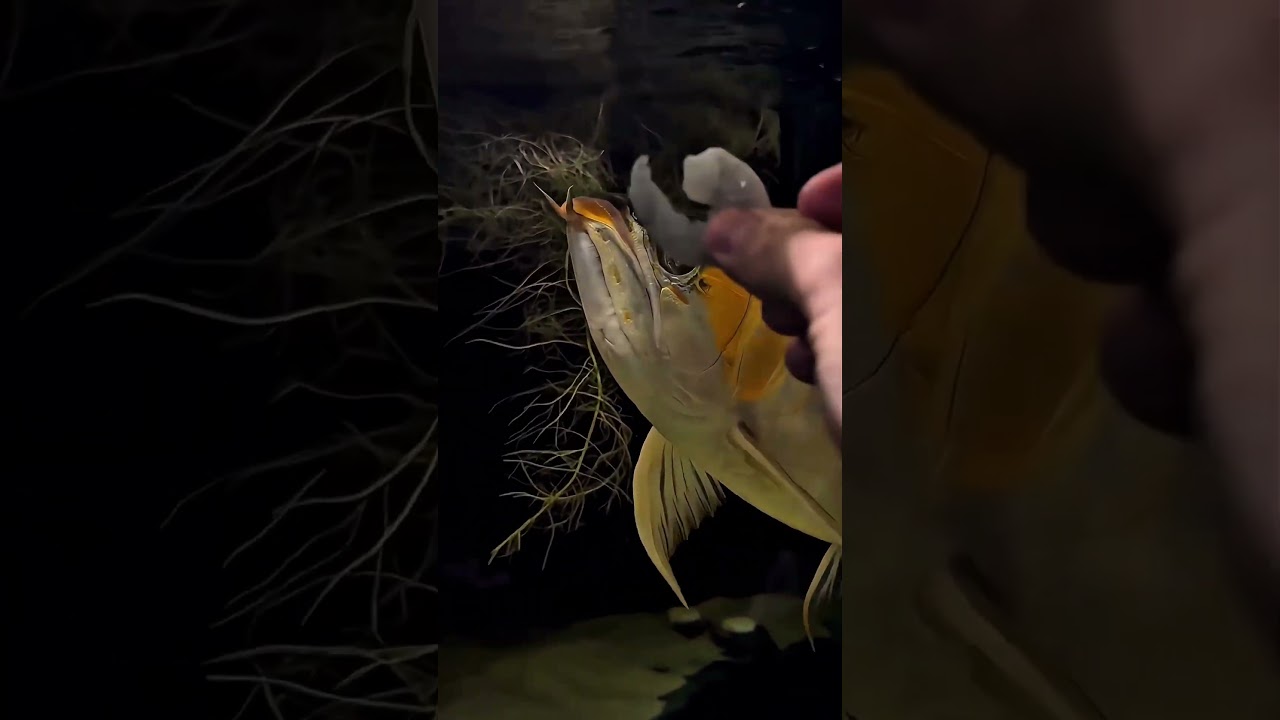 Feeding my EXTREMELY RARE fish!