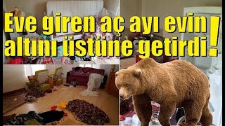Kastamonuda Aç Kalan Ayı Eve Girdi 17.06.2020 Turkey