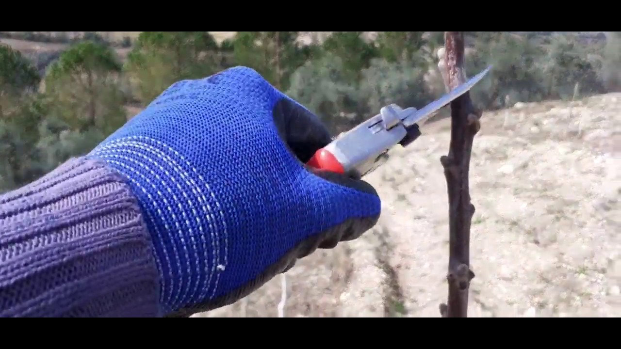 33- Az gelişmiş 1.5m ile 2 m. Chandler Cevizini nasıl budayacağız?