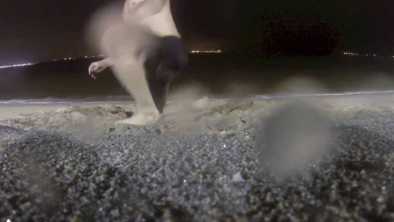 video phone beyonce mp3 Training on the beach Brazil