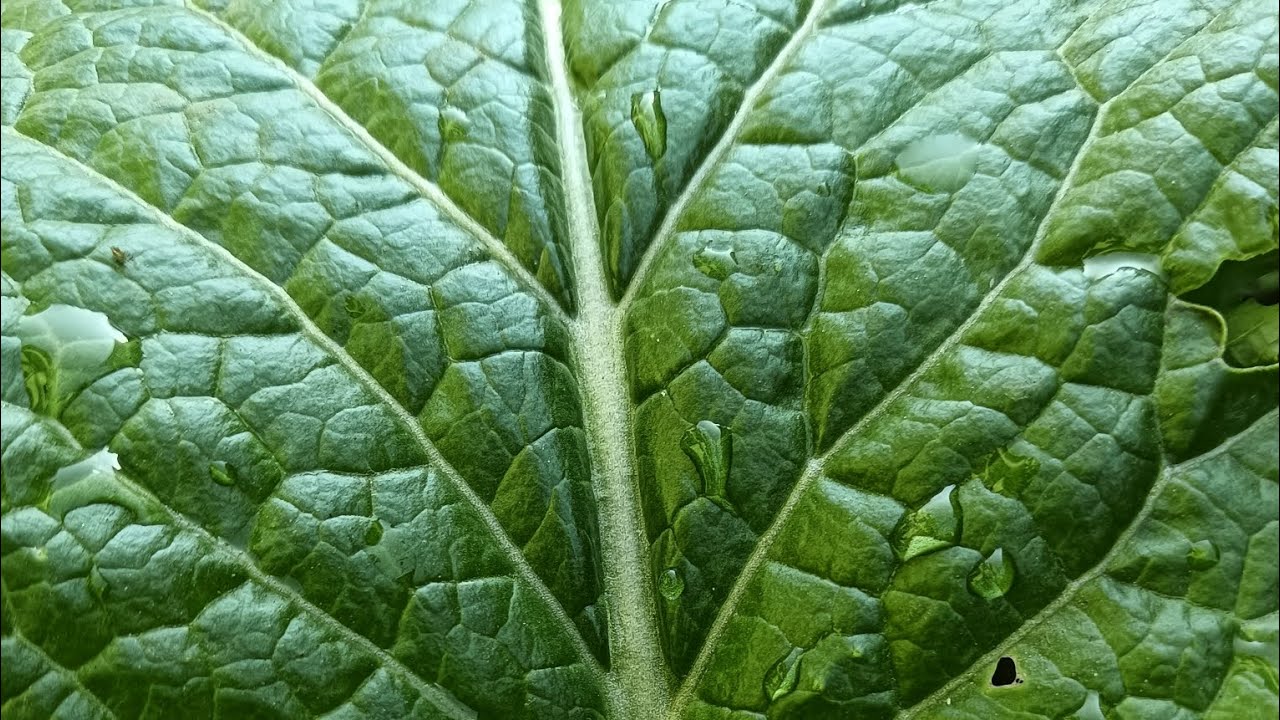 रायो साग राम्रो र ठुला ठुला पात फलाउने अर्गानिक तरिका 