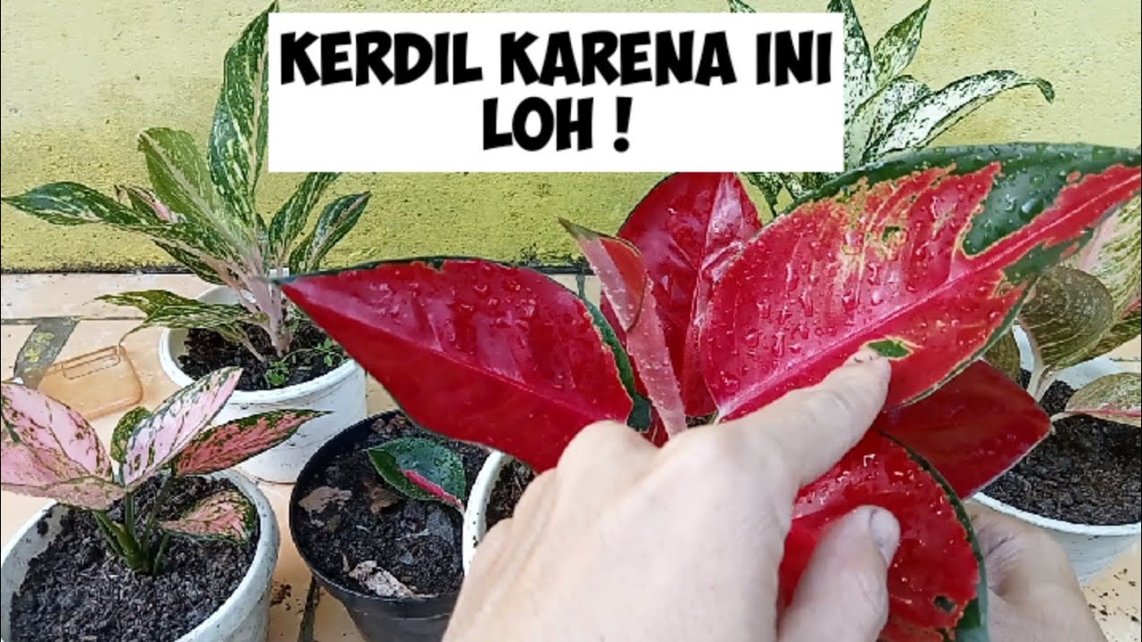 CEPAT BESAR ! Merawat Anakan Aglonema Ala Hobi Bunga