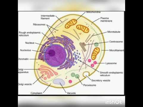 #what is the human cell#Anatomy and physiology#easy language and