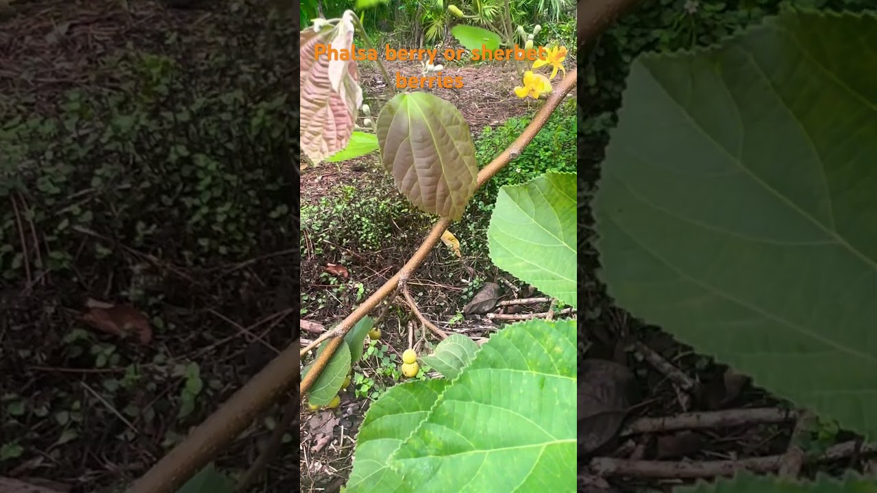 Phalsa berries / Sherbet very delicate blossoms and delicious fruit 
