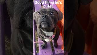Steve Pickles is a Mooch! #adoptme #adoptstrays #shelterdog #doglove #dog #dogshorts #nwindiana