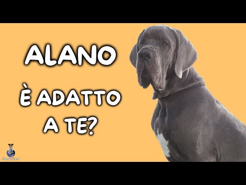 Video: Come scelgo un cucciolo di Alano?