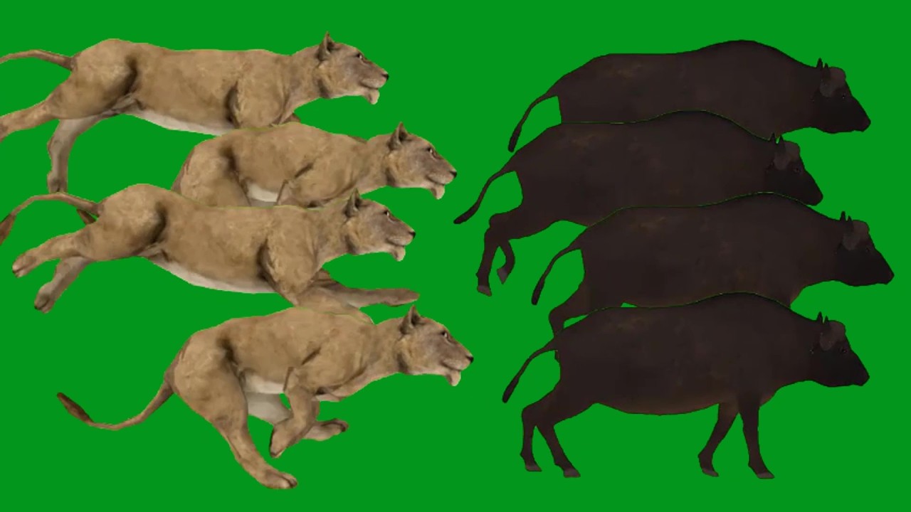 Lions Hunting Attack in Buffalos     Animals  HD Green Screen Blue Screen Black Screen Animals Green
