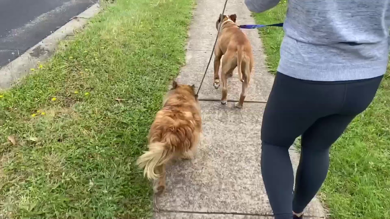 the pomeranian wolf walking