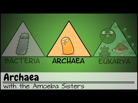 Video: Wat is de betekenis van Archaea-domein?