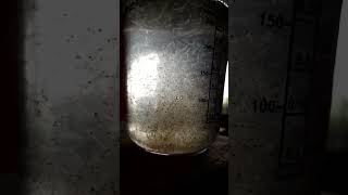 Fischfutter - Mückenlarven