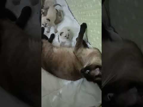 كاتي مبغاتش تمشي معاية وتسمح فهاد الزيونات تبارك الله     