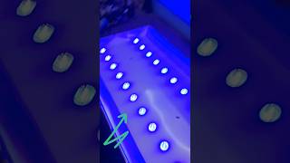 LG 43INCH LED TV BLUE COLOR PICTURE PROBLEM #43inchledtv  B