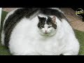 Sungguh Nyata!! 10 Jenis Kucing Paling Besar Di Dunia