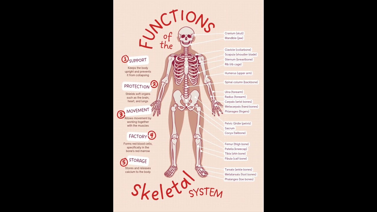 Human skeletal system 