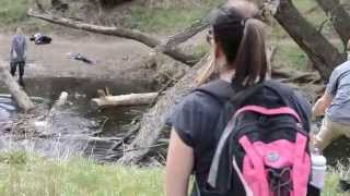 Clearing a log jam in Lower Bear Creek, Lakewood, Colorado