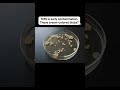 How to Read Agar Plates | Mushroom Cultivation Basics