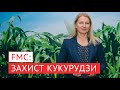 Інноваційний досвід захисту кукурудзи продуктами компанії FMC