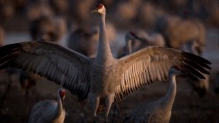 Sandhill cranes: The great migration