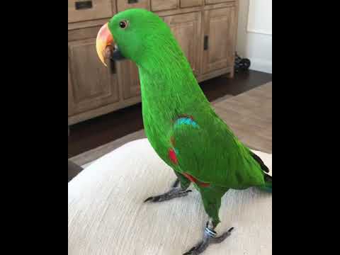 Video: Hahn's Macaw