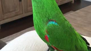 Parrot talk  Happy the Eclectus