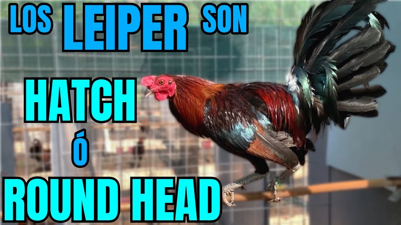LOS LEIPER SON... ROUDN HEAD????