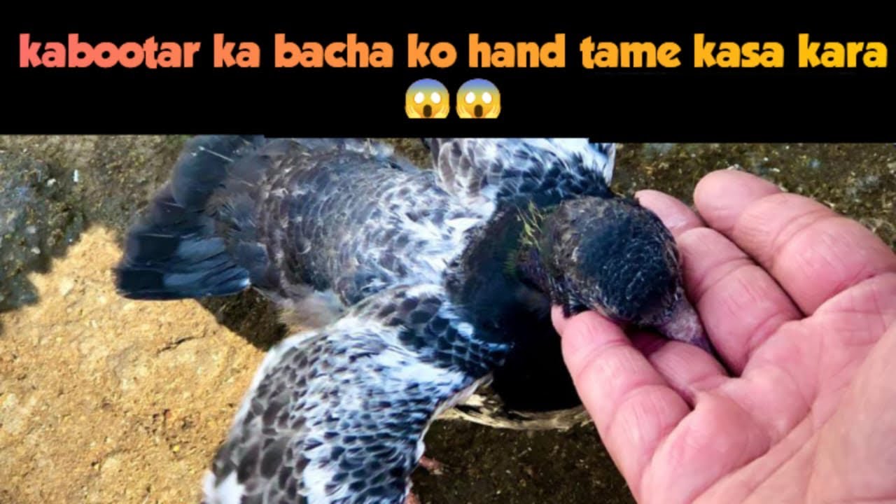 Kabootar Ka Bacha Sirf 3 Din Mein Hand Tame 😱 | 100% Working Tareeqa (Proof)