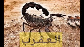 الـعـقـرب / د مصطفى محمود   Scorpion Dr. Mustafa Mahmoud