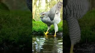 The Eurasian Goshawk Drinking Water And Play.egal Bird Video