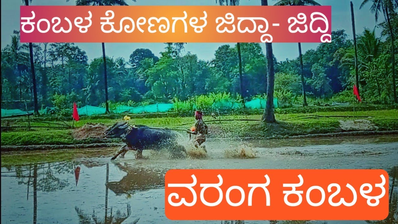 varanga kambala/kambala