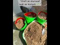 “Beej se bhojan tak ka safar 🌱🥬 | Growing my own healthy life at home 💚”#HomeGarden #GardenLife
