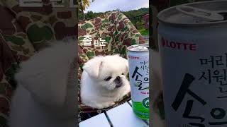 #페키니즈 #애견캠핑장 #애견동반#코골이#경기도캠핑장