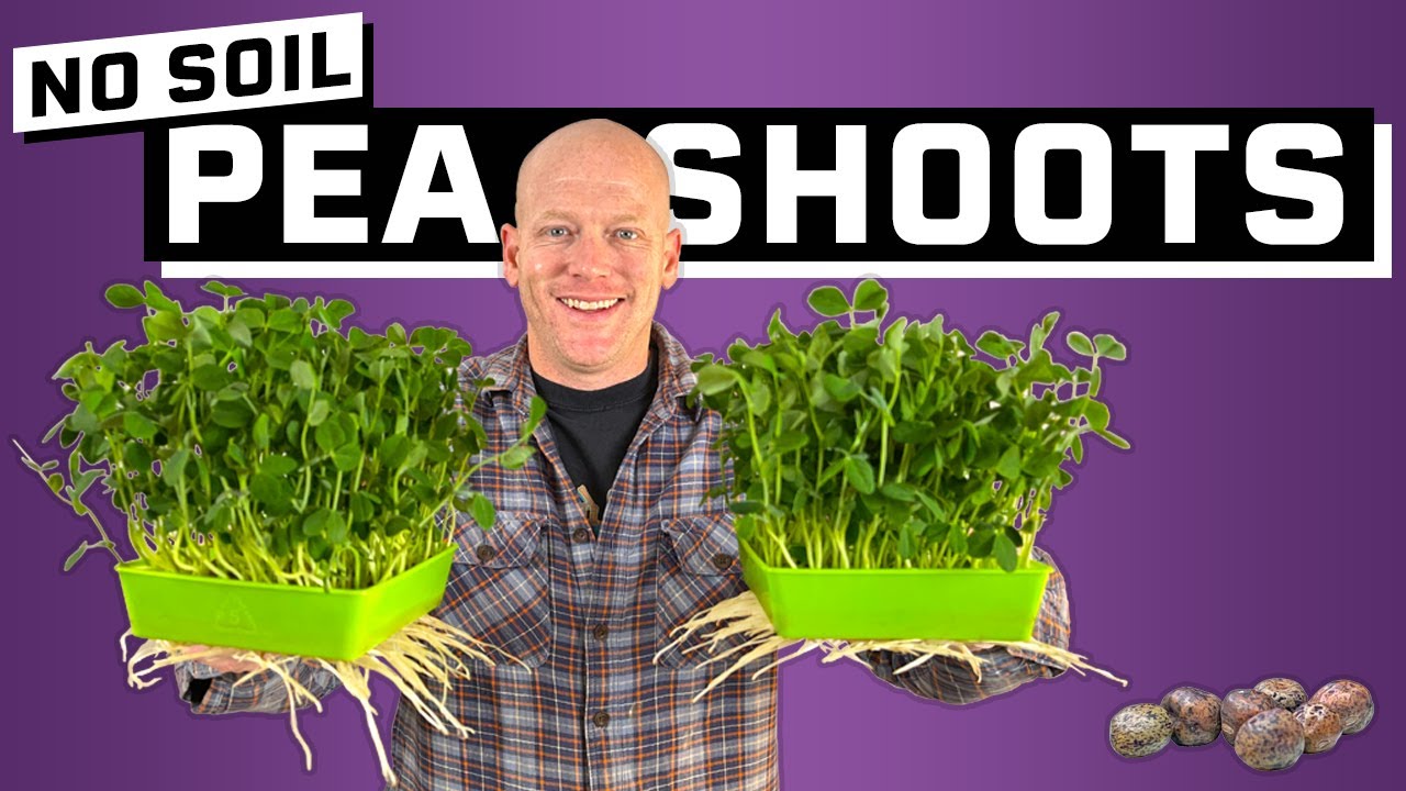 SIMPLE Pea Shoot Hydroponic Microgreens YouTube