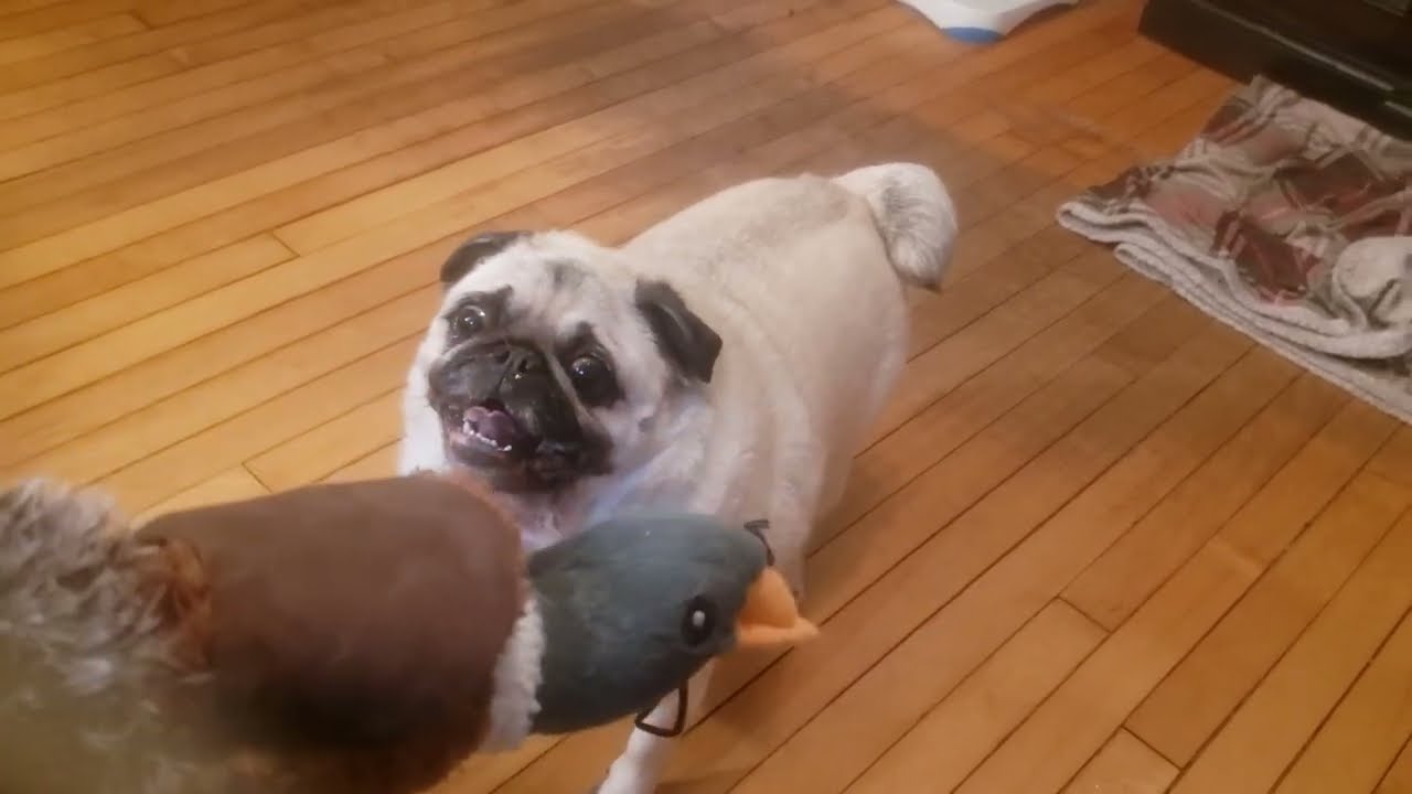 Teasing Bella the Pug🦆🦆🦆