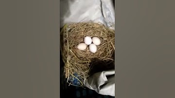 Gà rừng đã thuần hóa đại bàng cũng vậy âmzon