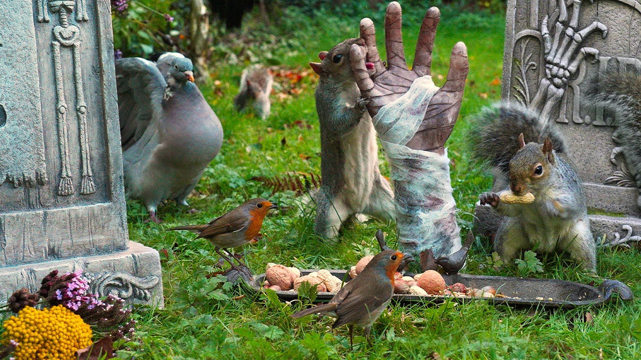 Видео для кошек 🧟 Птицы, белки и руки зомби на Хэллоуин 🪦 Тв для кошек 4K HDR