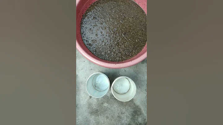 How to Prepare Cow Dung Liquid Fertilizer 🐃💩 #shorts #animals #farm #fertilizer #sustainability