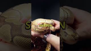 Royal Python Handling 101 🐍